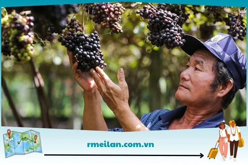 Vườn trái cây Nho Đen Tây Ninh