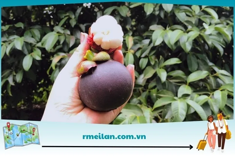 Vườn trái cây Trảng Bàng