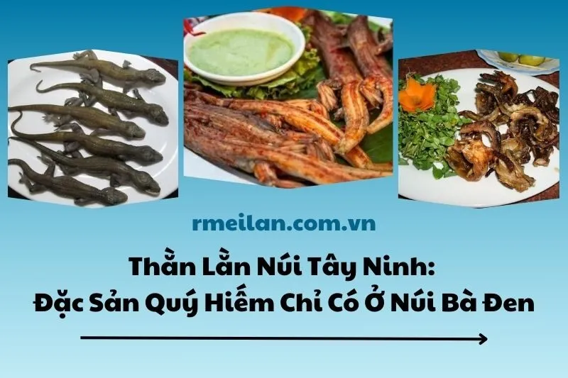 Thằn Lằn Núi Tây Ninh: Đặc Sản Quý Hiếm Chỉ Có Ở Núi Bà Đen 2025