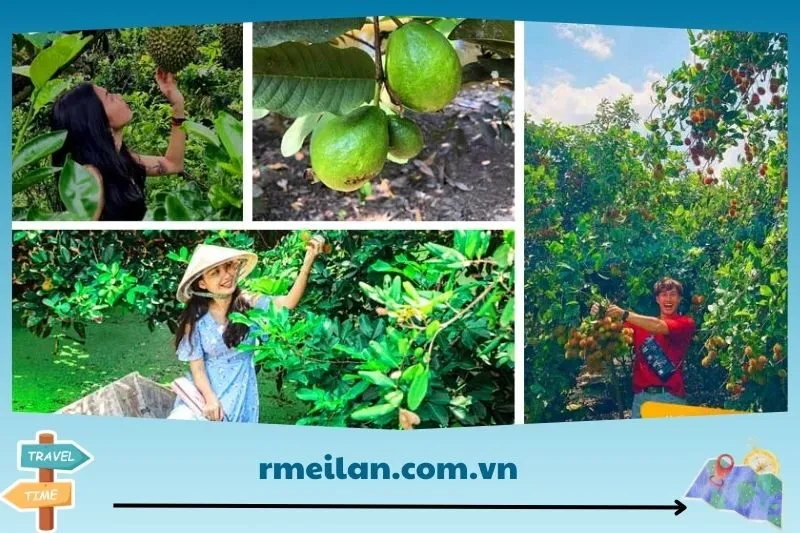 Vườn trái cây Gò Chùa có gì hấp dẫn?